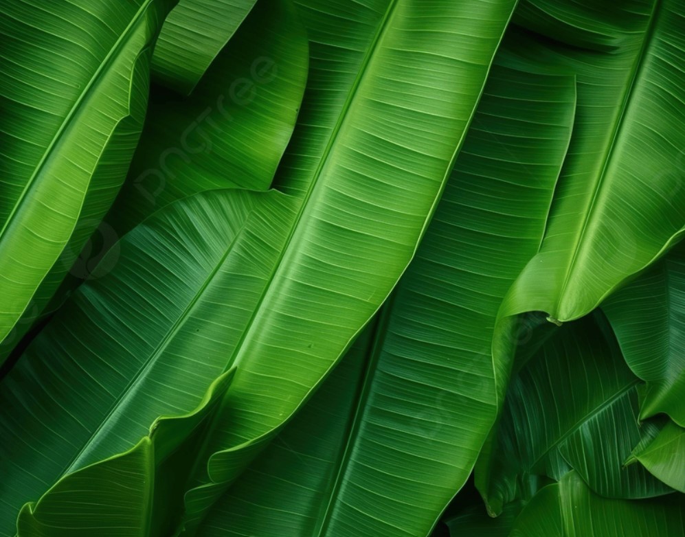 Banana Leaf