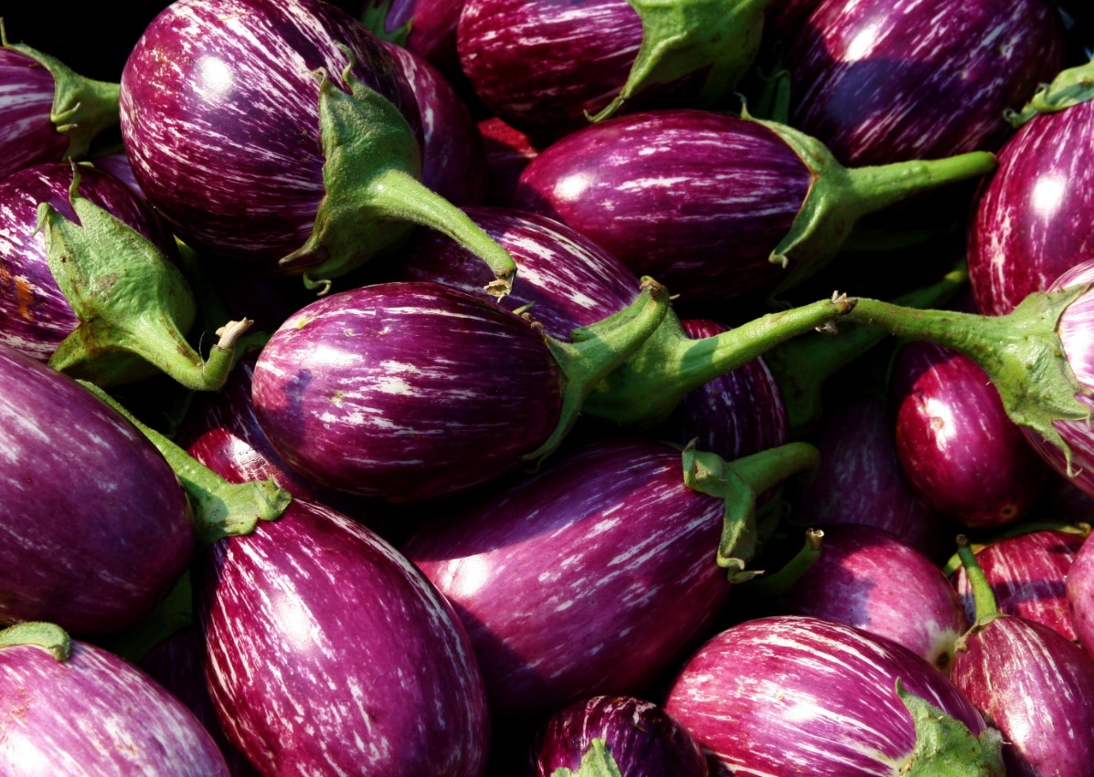 Fresh Brinjal